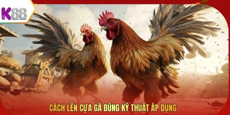 Cách lên cựa gà đúng kỹ thuật áp dụng
