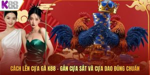 Cách Lên Cựa Gà K88 – Gắn Cựa Sắt Và Cựa Dao Đúng Chuẩn