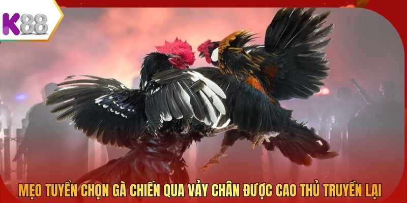 Mẹo tuyển chọn gà chiến qua vảy chân được cao thủ truyền lại