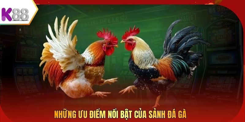 Những ưu điểm nổi bật của sảnh đá gà