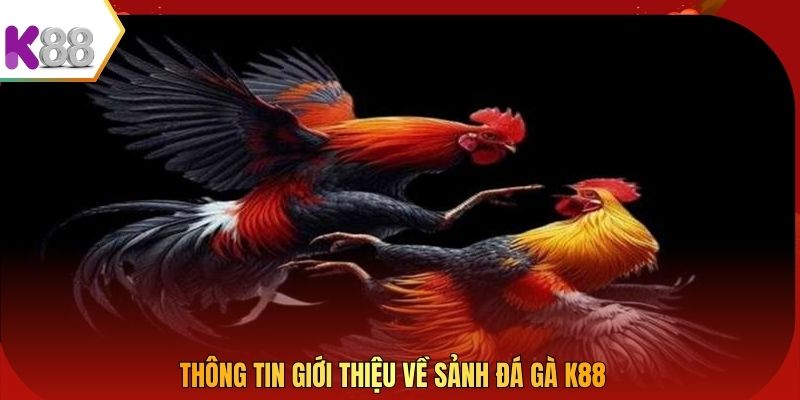Thông tin giới thiệu về sảnh đá gà K88